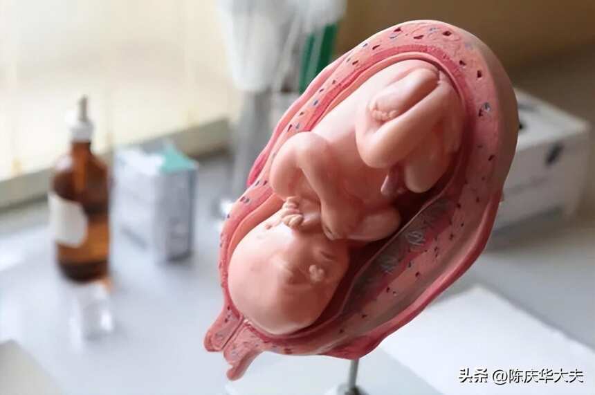 胎儿什么时候发育成型？