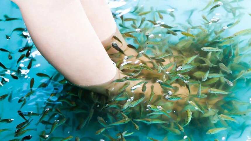 火遍全国的这种“小鱼啃脚Spa”，你可知有多大健康风险？